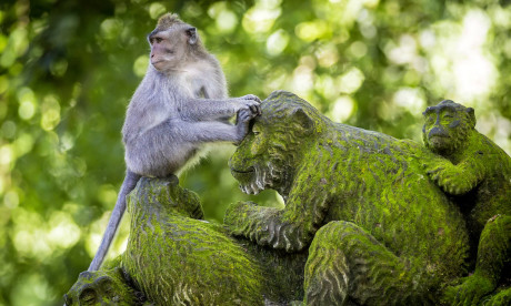 Monkeys In Bali Frequently Use Stone Tools As Sex Toys To Pleasure Themselves Study Reveals Mail
