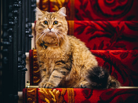 World S Poshest Cat Named After Queen Roams Luxury Hotel Grander Than Buckingham Daily