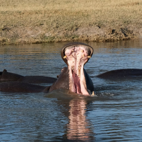Tourists Watch In Horror As Rampaging Hippo Drags Two Men Into Crocodile Infested Daily