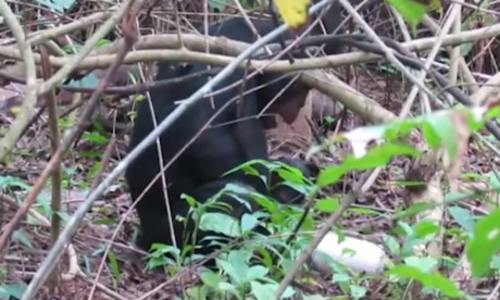 Wild Chimp Seen Masturbating With Man Made Object For First Time Mail